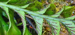 Asplenium obtusatum
