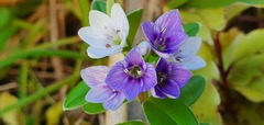 Veronica elliptica