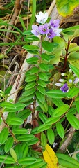 Veronica elliptica