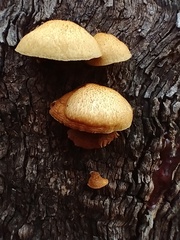 Crepidotus eucalyptorum