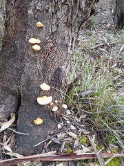 Crepidotus eucalyptorum