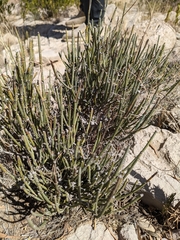 Ephedra pachyclada