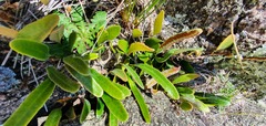 Pyrrosia eleagnifolia