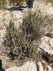 Ephedra pachyclada