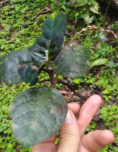 Stenandrium guineense