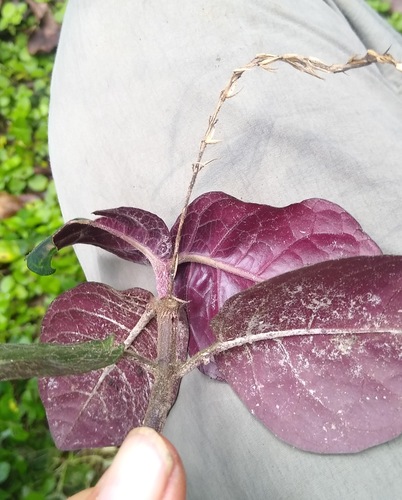 Stenandriopsis guineensis