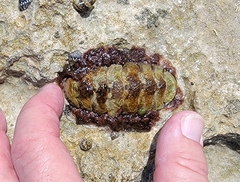 Acanthopleura granulata