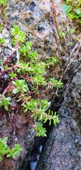 Crassula moschata