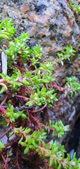 Crassula moschata