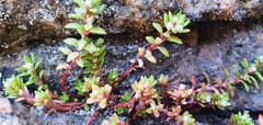 Crassula moschata