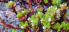 Crassula moschata