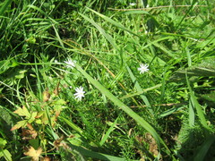 Stellaria palustris