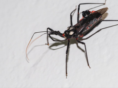 Austrarcesius bicolor