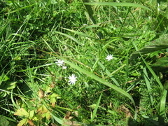Stellaria palustris