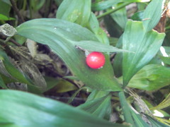 Ruscus hypoglossum