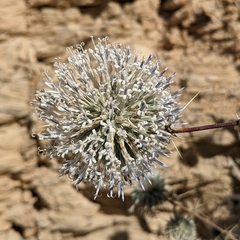 Echinops erinaceus