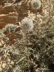 Echinops erinaceus