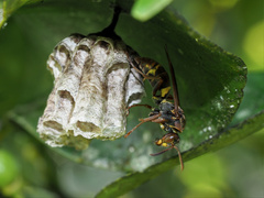 Polistes humilis synoecus