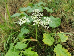 Heracleum sosnowskyi