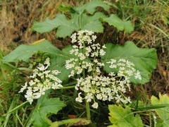 Heracleum sosnowskyi