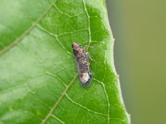 Cixiinae