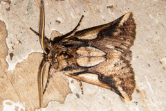 Declana junctilinea