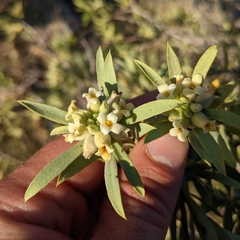 Daphne mucronata