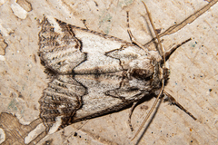 Declana junctilinea