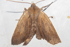 Declana leptomera