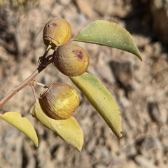 Ziziphus hajarensis