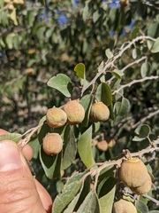 Ziziphus hajarensis