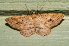 Epicyme rubropunctaria