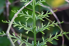 Pteridium aquilinum capense