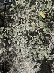 Ziziphus hajarensis