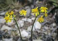 Tephroseris integrifolia