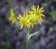 Tephroseris integrifolia