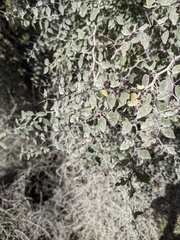 Ziziphus hajarensis