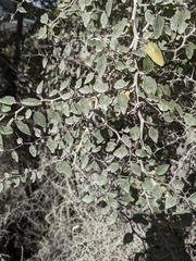 Ziziphus hajarensis