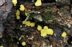 Calycina claroflava