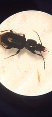 Pterostichus anthracinus