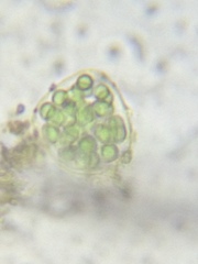 Coelosphaerium aerugineum