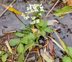Cardamine macrophylla