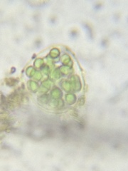 Coelosphaerium aerugineum