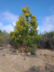 Acacia decurrens