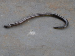 Coeranoscincus frontalis