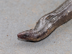 Coeranoscincus frontalis