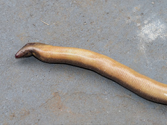 Coeranoscincus frontalis