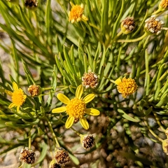 Euryops arabicus