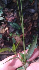 Oplismenus hirtellus