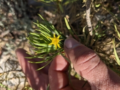 Euryops arabicus